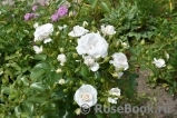 Aspirin Rose Aspirin Rose