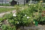 Aspirin Rose Aspirin Rose