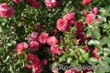 Rosarium Uetersen Rosarium Uetersen