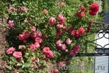 Rosarium Uetersen Rosarium Uetersen