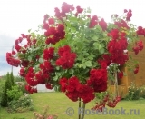 Scarlet Meillandecor 