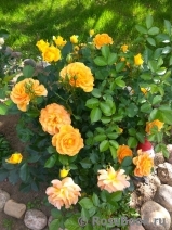 Goldelse Goldelse