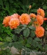 Westerland Westerland