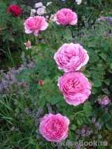 Princess Alexandra of Kent Princess Alexandra of Kent