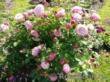 Kordes' Rosenfaszination ® Kordes' Rosenfaszination ®