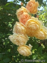 Crown Princess Margareta® Crown Princess Margareta®