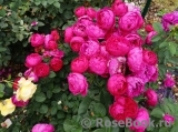 Ascot Ascot