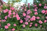 Starlet®-Rose Eva® Starlet®-Rose Eva®