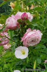 Kordes' Rosenfaszination ® Kordes' Rosenfaszination ®