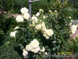 Elfe Elfe