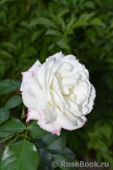 Alabaster Alabaster