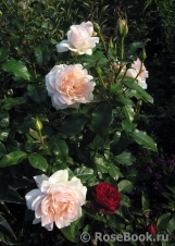 Chandos Beauty Chandos Beauty
