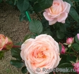 Bloom of Ruth Bloom of Ruth