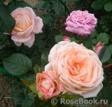 Bloom of Ruth Bloom of Ruth