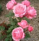 Corail gelee Corail gelee