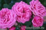 Rajah's Rose Rajah's Rose