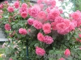 Rosarium Uetersen Rosarium Uetersen