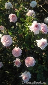 Garden of Roses Garden of Roses