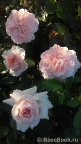 Garden of Roses Garden of Roses