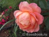 Lady of Shalott Lady of Shalott