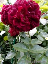 Highgrove Highgrove