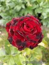 Lovely Red Lovely Red