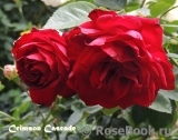 Crimson Cascade Crimson Cascade
