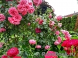 Rosarium Uetersen Rosarium Uetersen