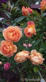 Lady of Shalott Lady of Shalott