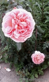 Abraham Darby Abraham Darby