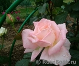 Bloom of Ruth Bloom of Ruth
