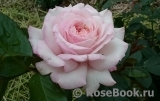 Kordes' Rosenfaszination ® Kordes' Rosenfaszination ®