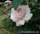 Kordes' Rosenfaszination ® Kordes' Rosenfaszination ®