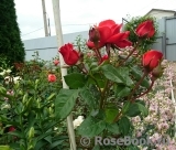 Terracotta ® Terracotta ®