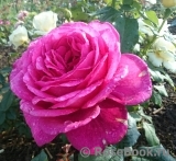 Johann Wolfgang von Goethe Rose® Johann Wolfgang von Goethe Rose®