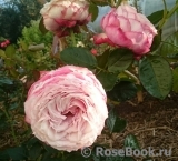Kordes' Rosenfaszination ® Kordes' Rosenfaszination ®