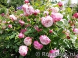 Kordes' Rosenfaszination ® Kordes' Rosenfaszination ®