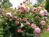 Kordes' Rosenfaszination ® Kordes' Rosenfaszination ®
