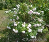 Ritausma Ritausma