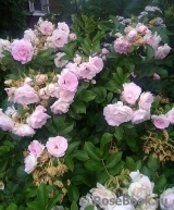 Ritausma Ritausma