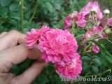 Excelsa Excelsa