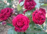 Highgrove Highgrove