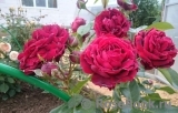 Highgrove Highgrove