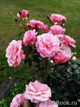 Tickled Pink Tickled Pink