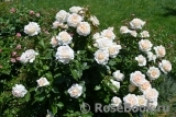 Chandos Beauty Chandos Beauty