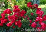 Roter Korsar Roter Korsar