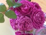 Rose Thelma Rose Thelma