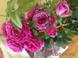 Rose Thelma Rose Thelma