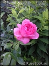 La Rose de Molinard ® La Rose de Molinard ®