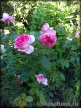 La Rose de Molinard ® La Rose de Molinard ®